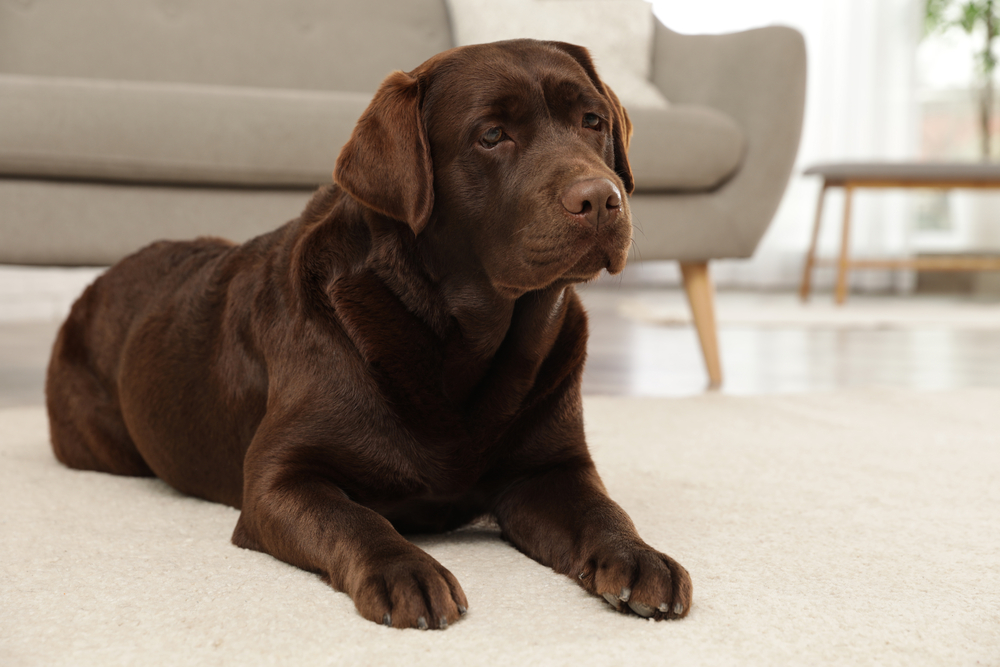 Chocolate lab lying on the floor exhibits the warning signs of mobility problems in dogs.