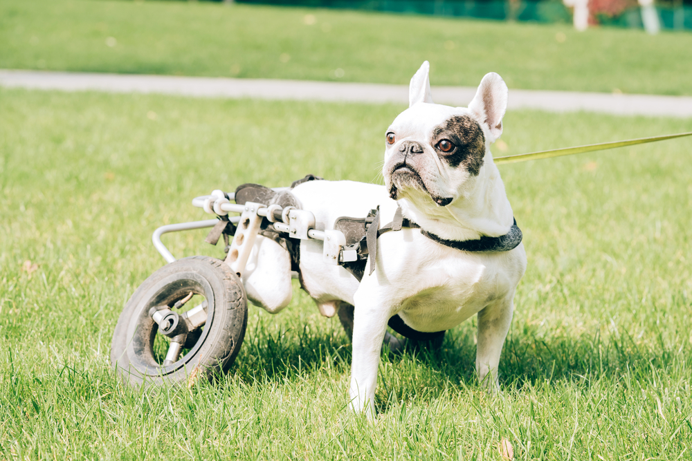 French bulldog in a dog wheelchair