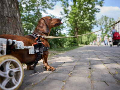 Dachshund in a dog wheelchair