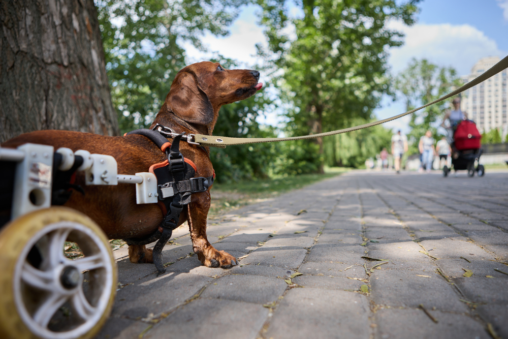 Dachshund in a dog wheelchair