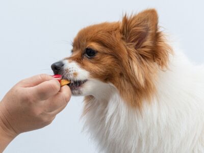 Dog eating a vitamin