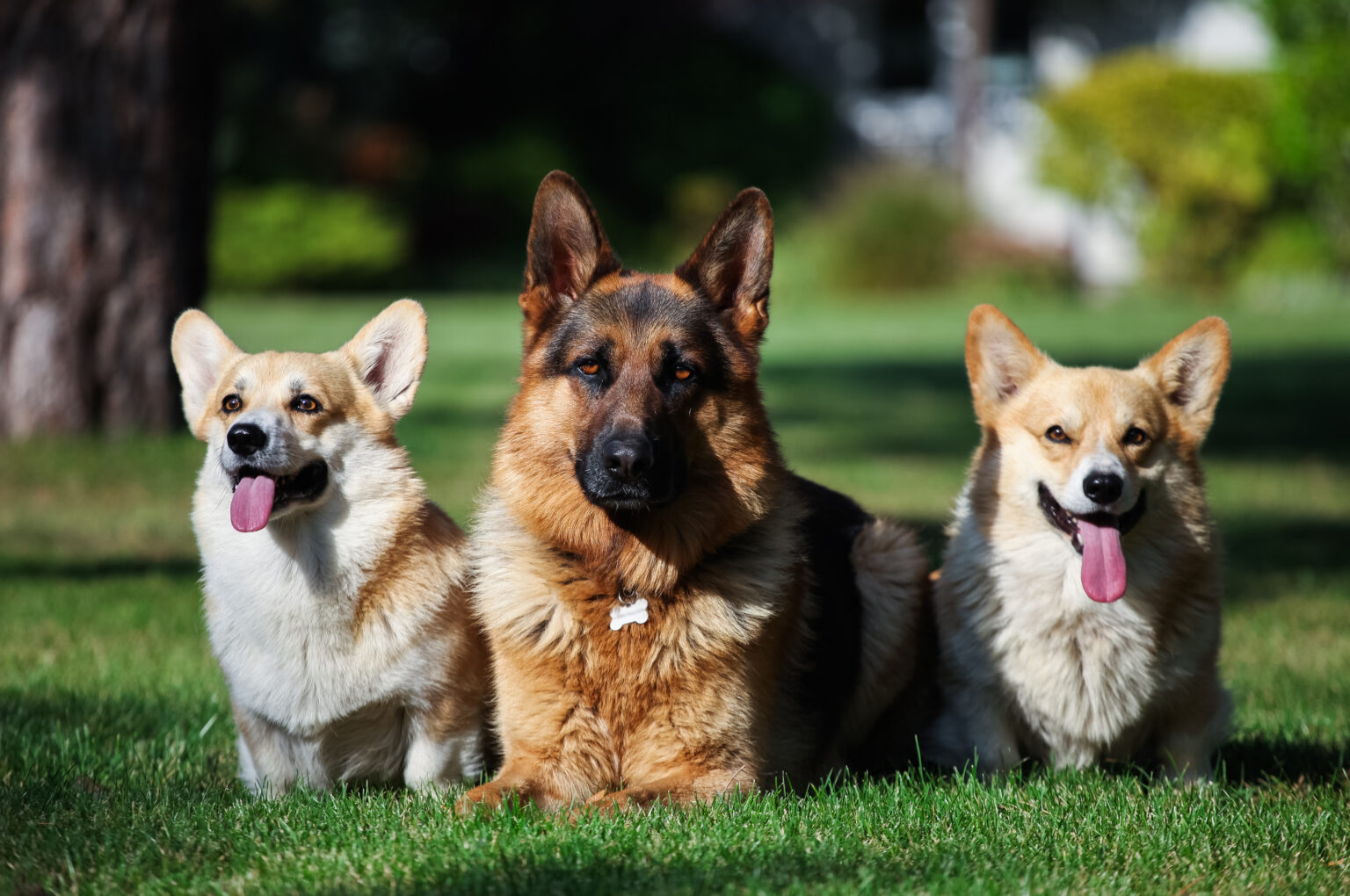 Riluzole Clinical Trial for Dogs with Degenerative Myelopathy Dog