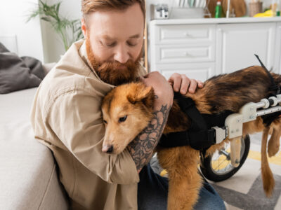 Dog taking part in Riluzole Clinical Trial for dogs with degenerative myelopathy