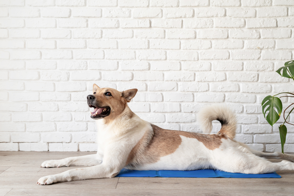 Dog cooling mat can relieve heatstroke in dogs