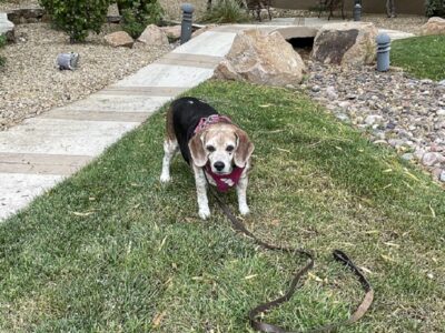 Olivia the beagle had the first stage of heatstroke