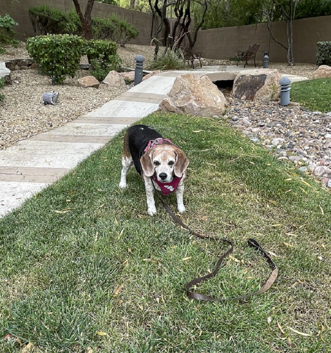 Olivia the beagle had the first stage of heatstroke