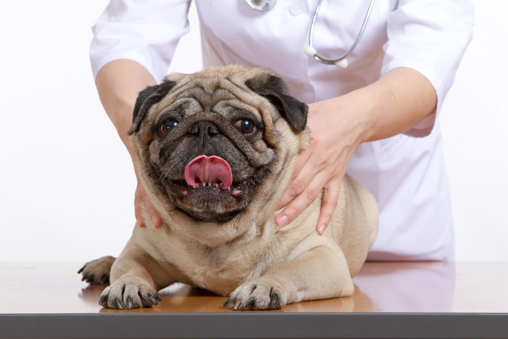 Pug getting a massage