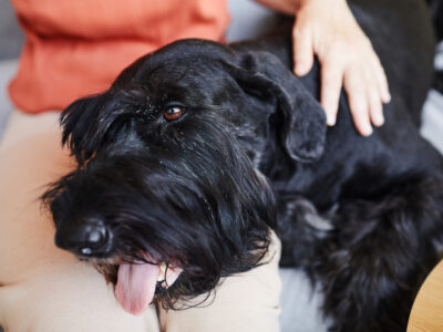 Dog getting a Bowen Therapy massage