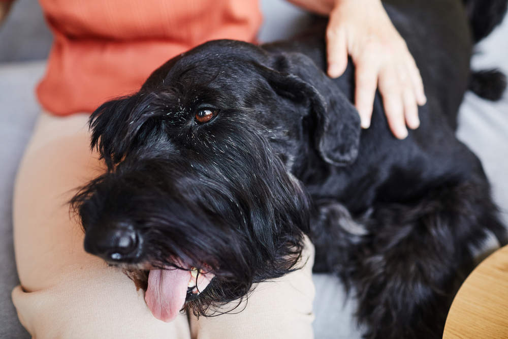 Dog getting a Bowen Therapy massage