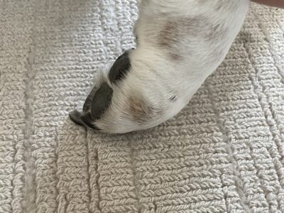 Dog knuckling a paw