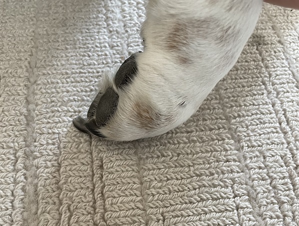 Dog knuckling a paw