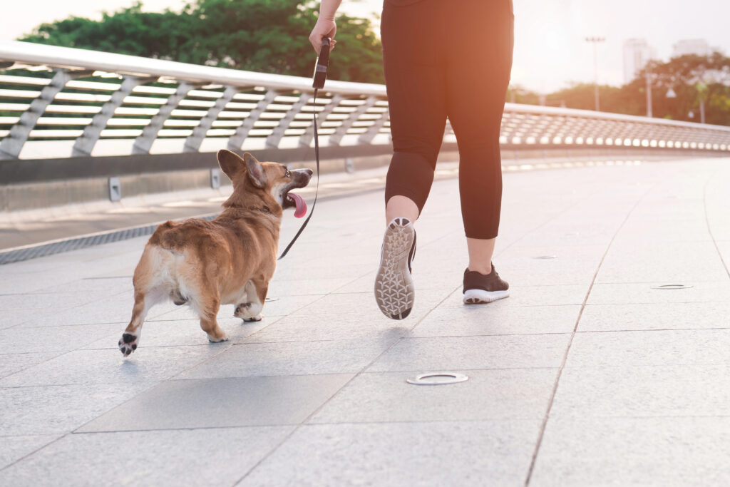 Corgi running the Shade Out DM Race at Your Own Pace Event