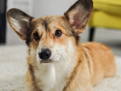 Welsh Corgi's are one of the dog breeds prone to Degenerative Myelopathy