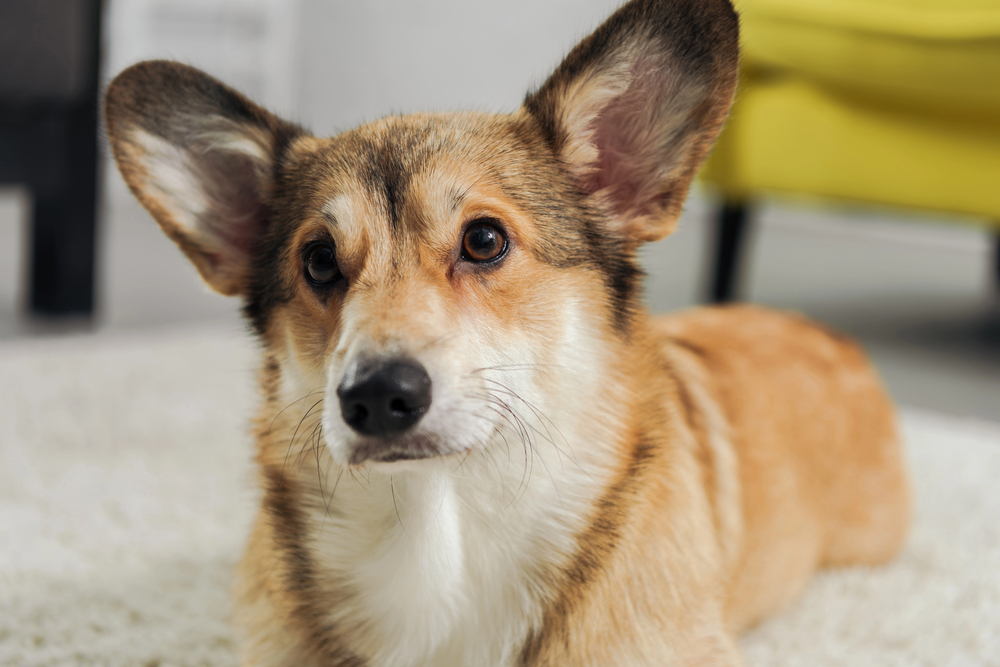 Welsh Corgi's are one of the dog breeds prone to Degenerative Myelopathy