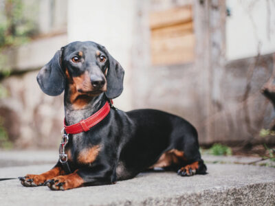 Dachshund dog lying down