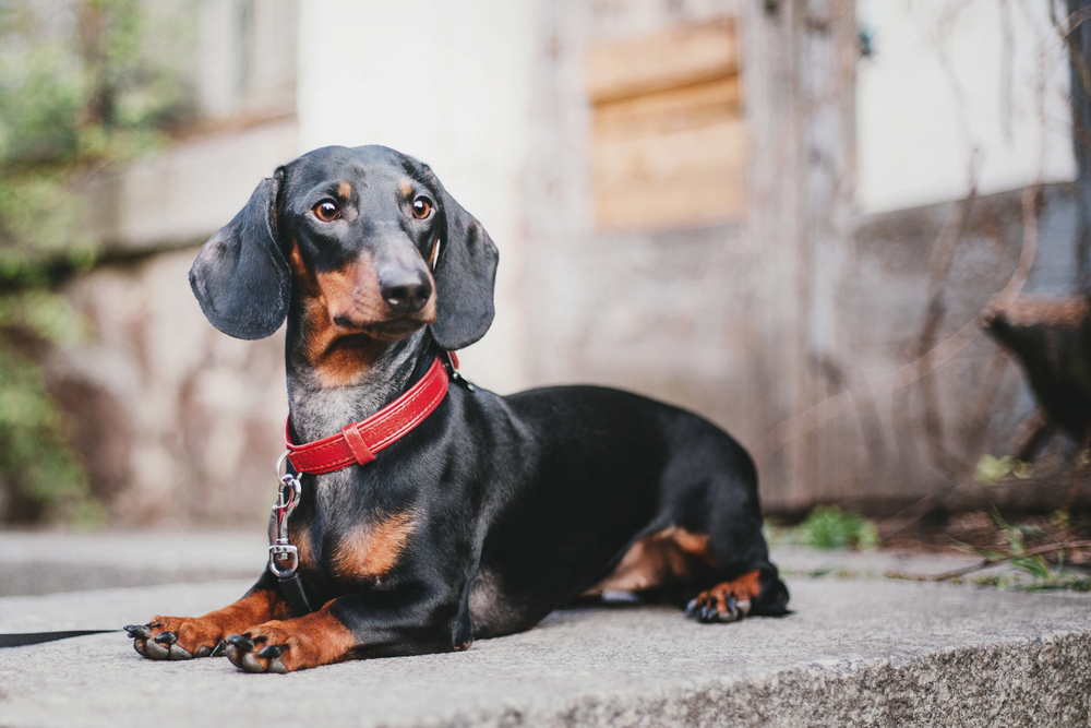 Dachshund dog lying down