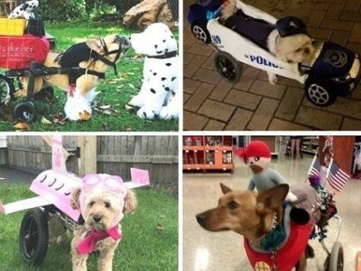 Handicapped dogs wearing Halloween costumes