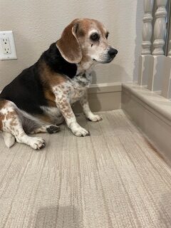 Overweight Beagle