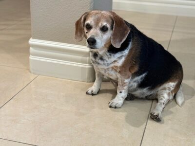 Olivia the Beagle sitting