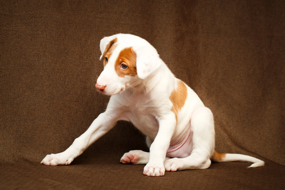 Puppy with carpal laxity syndrome