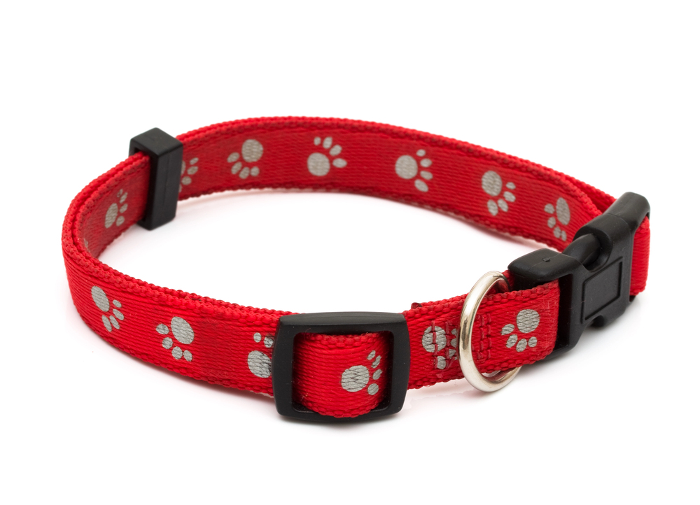 The Watercollar saves dogs from drowning