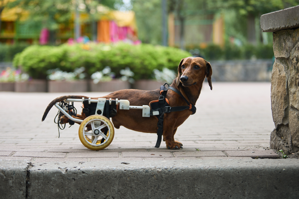 Dachshund dog in a dog wheelchair