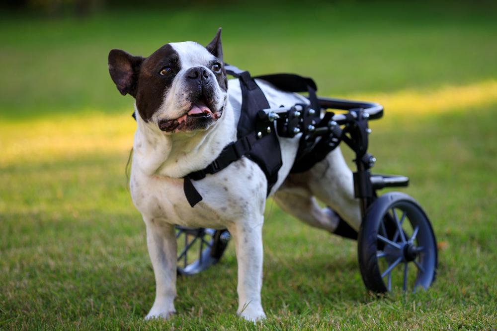 Paralyzed French bulldog in a dog wheelchair