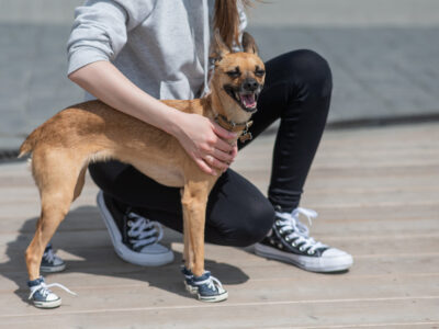 Dog wearing blue sneakers that protect on hot summer days