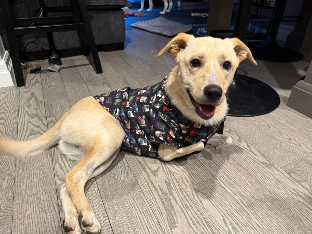 Giorgi the puppy who lost his limbs from abuse.