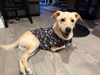 Giorgi the puppy who lost his limbs from abuse.