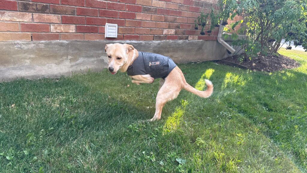 Giorgi the puppy who lost both front limbs from abuse.